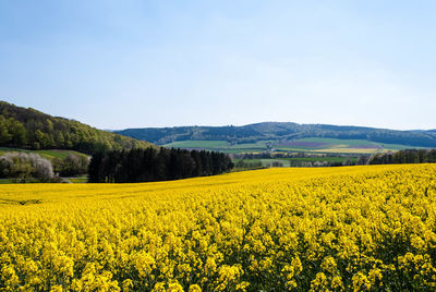 Yellow flowers growing in field