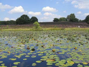 View of water lily in lake