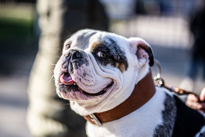 Happy dog bulldog with collar