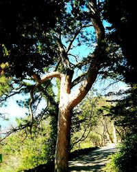 Low angle view of tree against sky