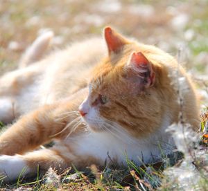 Close-up of a cat on field