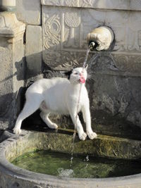 Thirsty cat drinking water from fountain