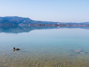 View of a dog in lake