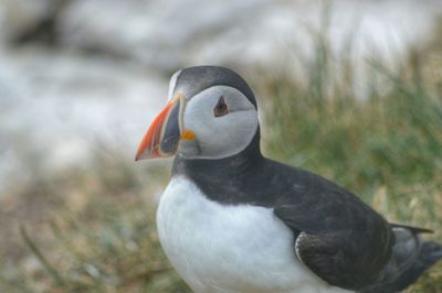 Close-up of bird