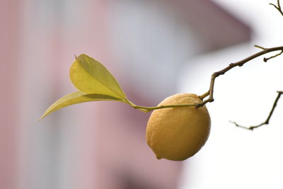 Close-up of fruit on tree