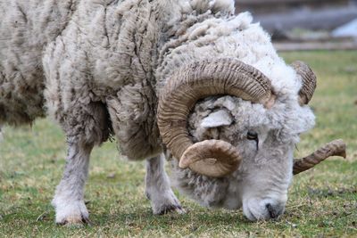 Close-up of sheep on field