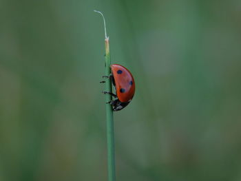 Close-up of ladybug on leaf