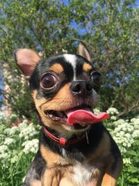 Close-up of a dog