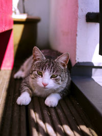 Portrait of cat relaxing on wood