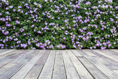 Close-up of purple flowering plants on wood