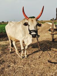 Portrait of a indian bull standing on field