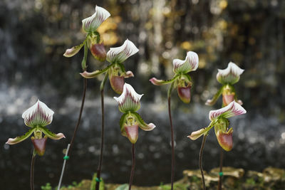 Close-up of white flowering plant