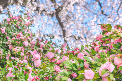 Low angle view of pink flowering plants