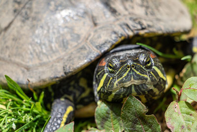 Close-up of turtle on field