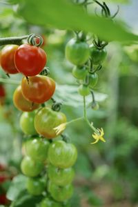 Close-up of berries growing on plant