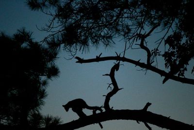 Silhouette tree against sky