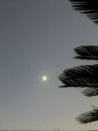 Low angle view of coconut palm tree against sky