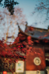 Autumn leaves on tree against sky