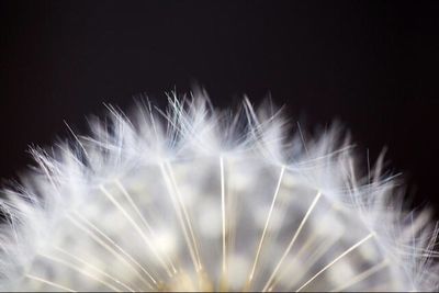 Close-up of dandelion against black background