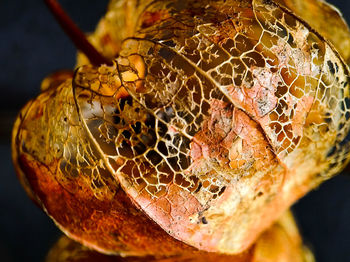 Close-up of bee on a leaf