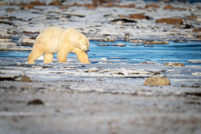 Polar bear crosses snowy tundra among rocks