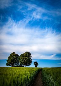 Trees on field against sky