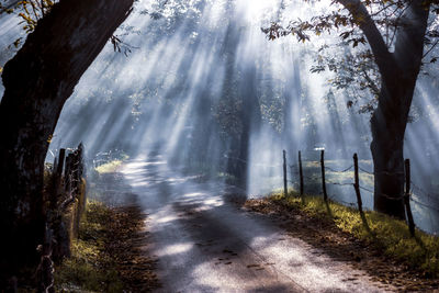 Sunlight streaming through trees in forest