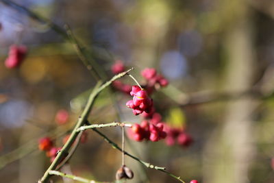 Close-up of red berries on plant