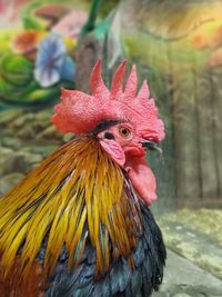 Close-up of rooster