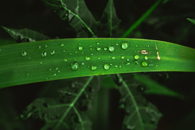 Close-up of wet leaf