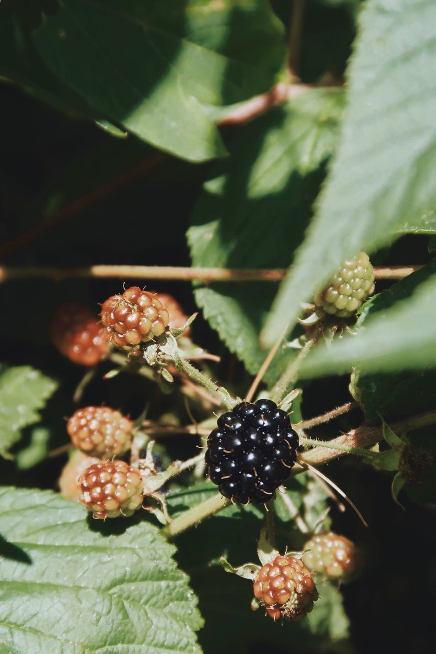 CLOSE-UP OF FRUITS ON PLANT