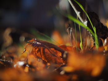 Close-up of lizard