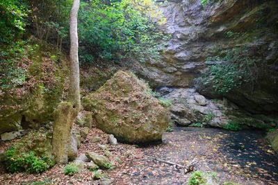 Moss on rock in forest