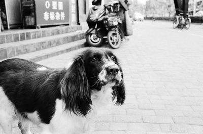 Dog looking away on street