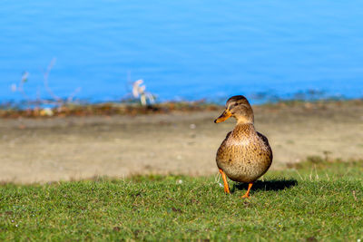 Close-up of duck on field