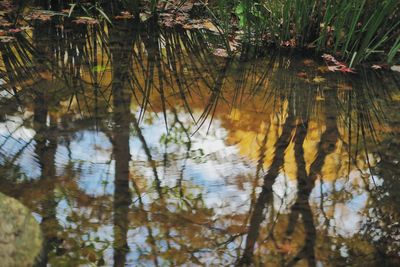 Reflection of trees in lake