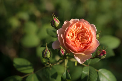 Close-up of rose blooming outdoors