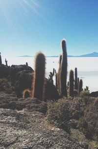 Cactus plants growing on landscape against clear sky