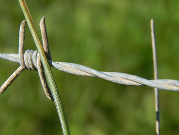 Close-up of barbed wire