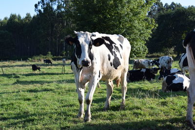 Cows in a field