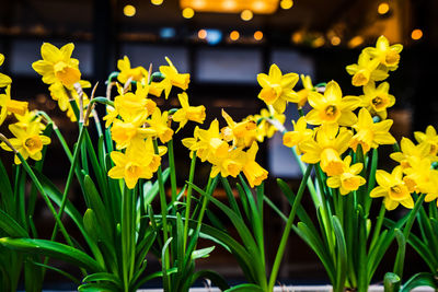 Close-up of yellow flowering plants