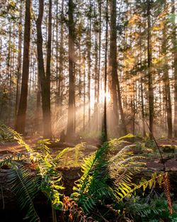 Sunlight streaming through trees in forest