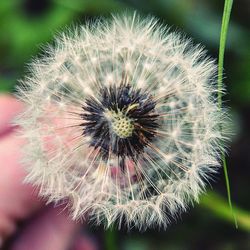 Close-up of dandelion