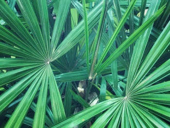 Full frame shot of palm leaf