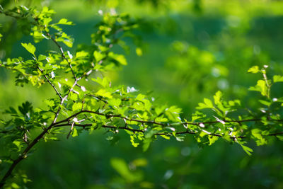 green
