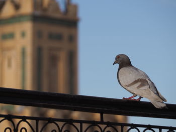 Low angle view of bird perching on railing against sky