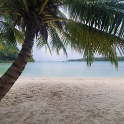 Palm trees on beach against sky