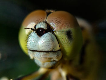 Close-up of insect