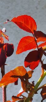 Close-up of red leaves on plant during autumn