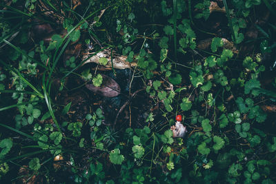 Plants growing on a tree